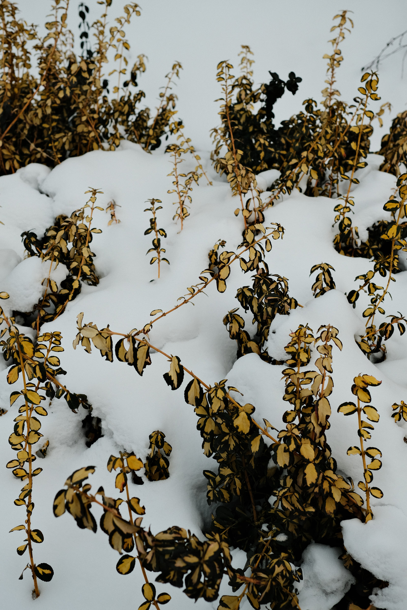 Brown, leafless branches protrude from a snowy ground.