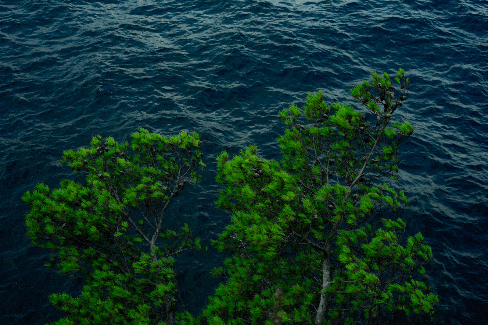 Tall evergreen trees rise from a steep cliff above a deep blue sea.