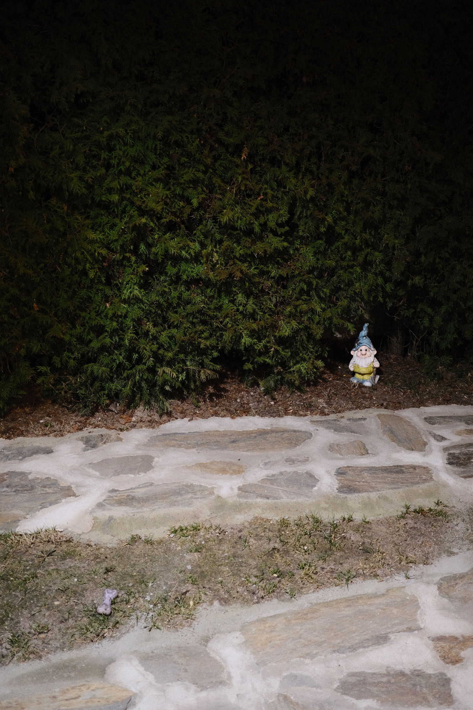 A garden gnome stands on a stone pathway beside dense evergreen foliage at night.