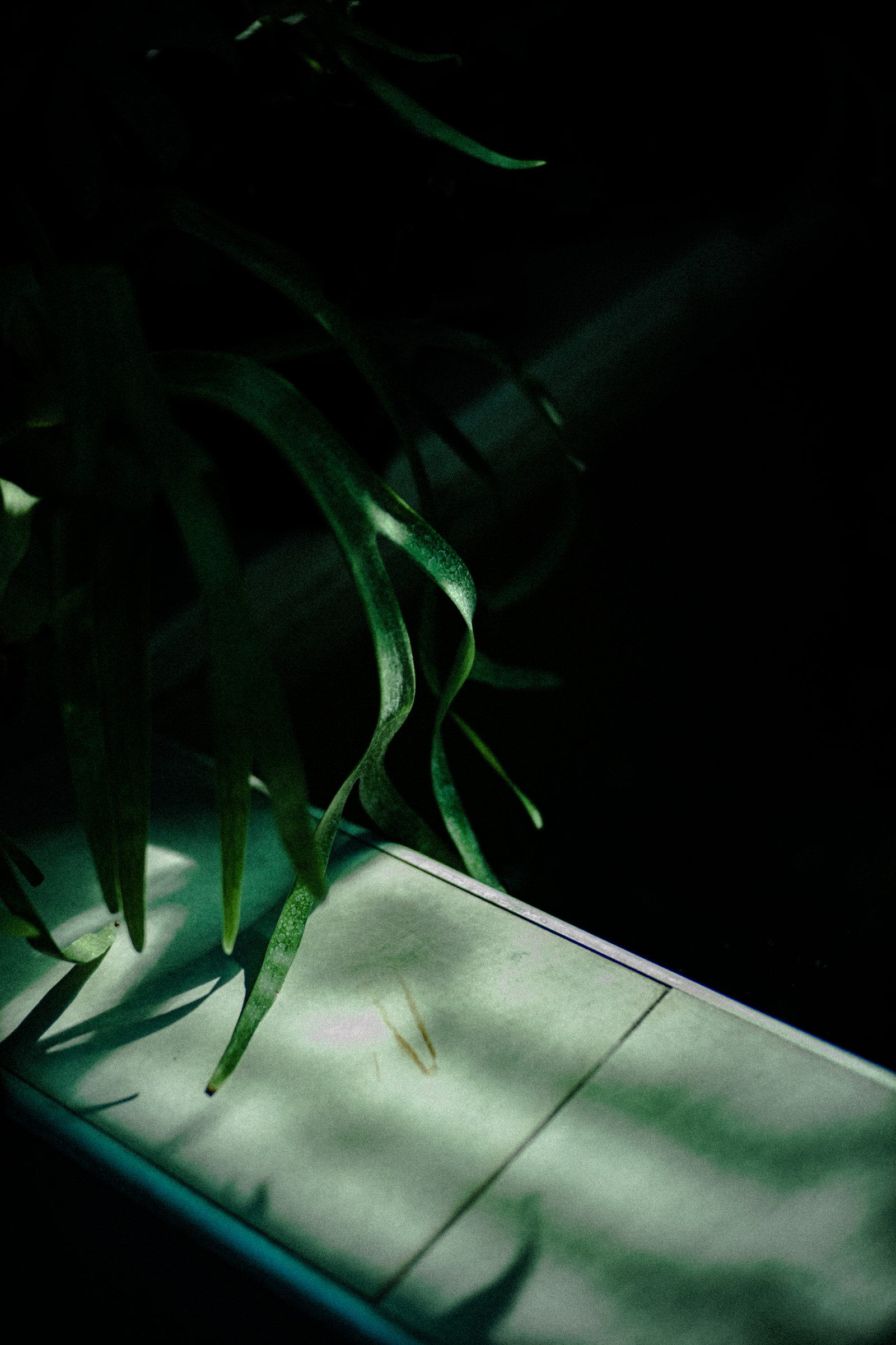 A potted plant with long, slender green leaves is silhouetted against a dark background, with a sliver of light illuminating the leaves and the edge of the pot.