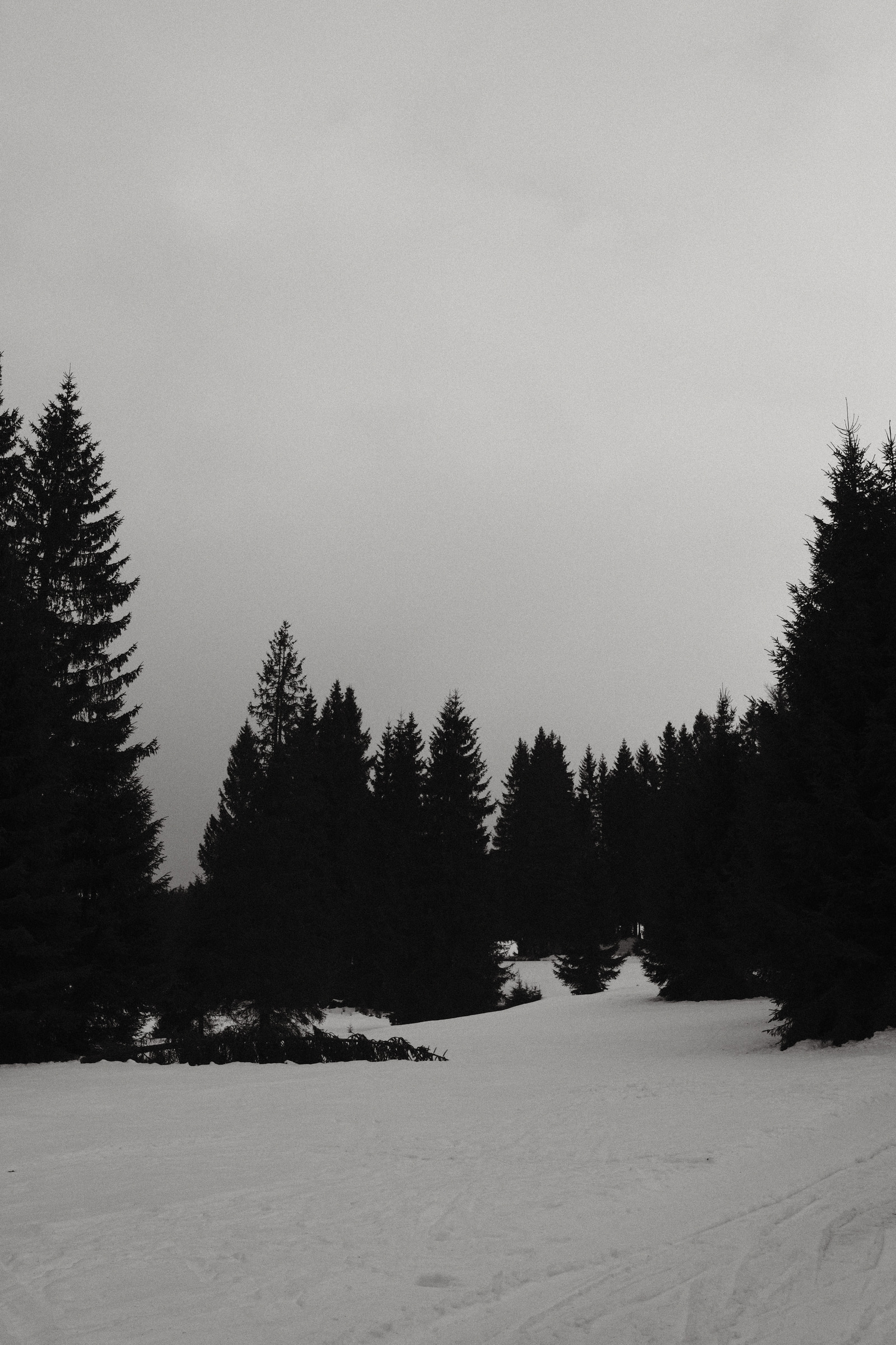 Snow-covered path winds through a dense forest of tall evergreen trees under an overcast sky.