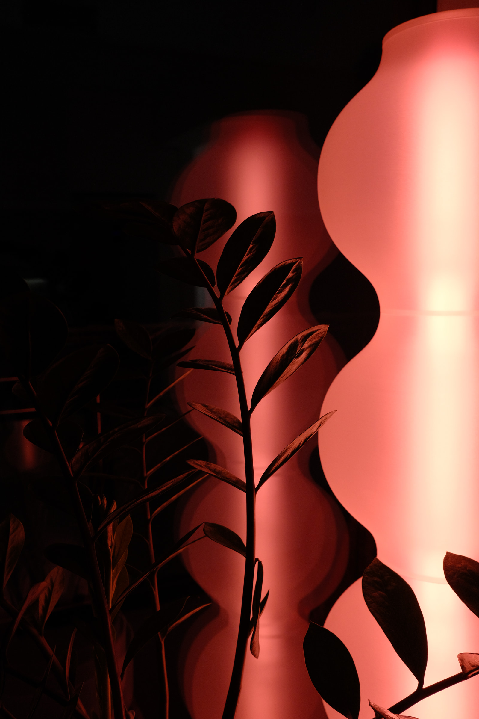A leafy plant in silhouette stands against a warm pink glow from a lamp.